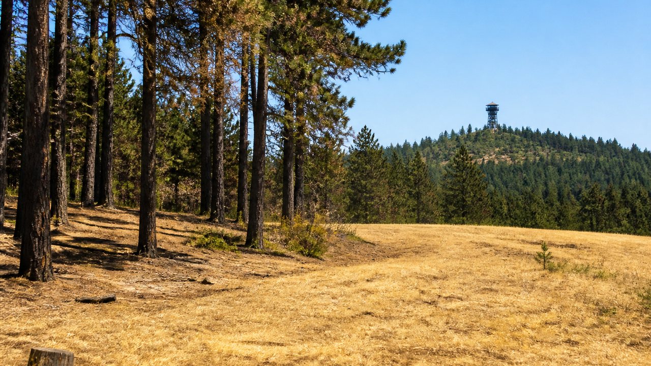 Symbolbild eines trockenen Waldrands bei hoher Waldbrandgefahr